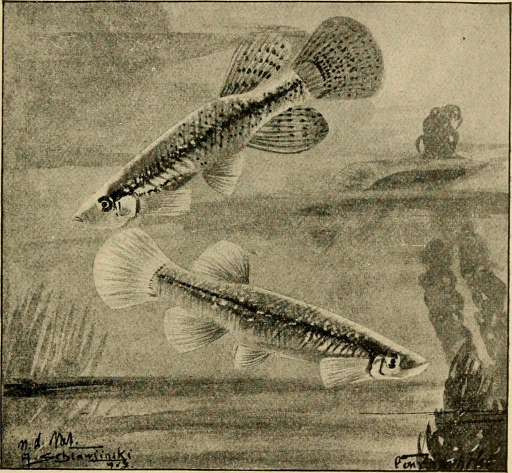 An illustration from Die exotischen zierfische in wort und bild, 1914, leaf 260