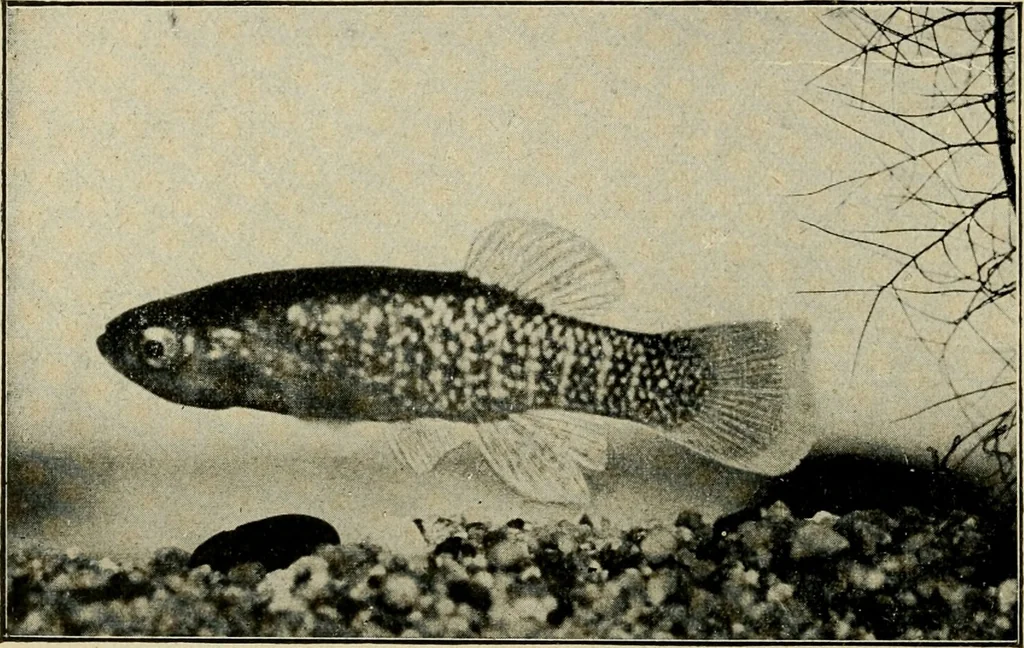 An illustration from Die exotischen zierfische in wort und bild, 1914, leaf 263