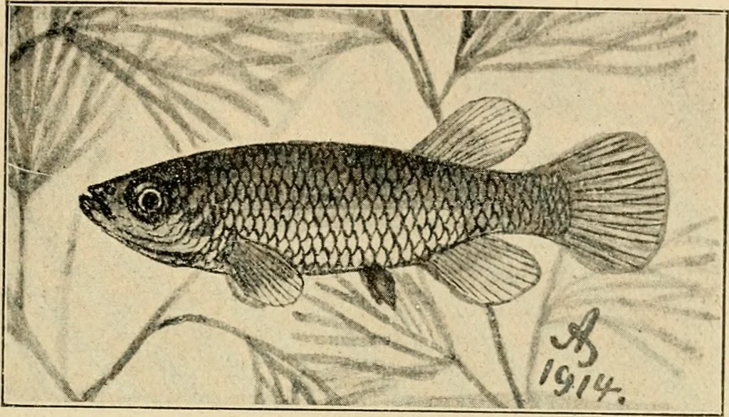 An illustration from Die exotischen zierfische in wort und bild, 1914, leaf 264