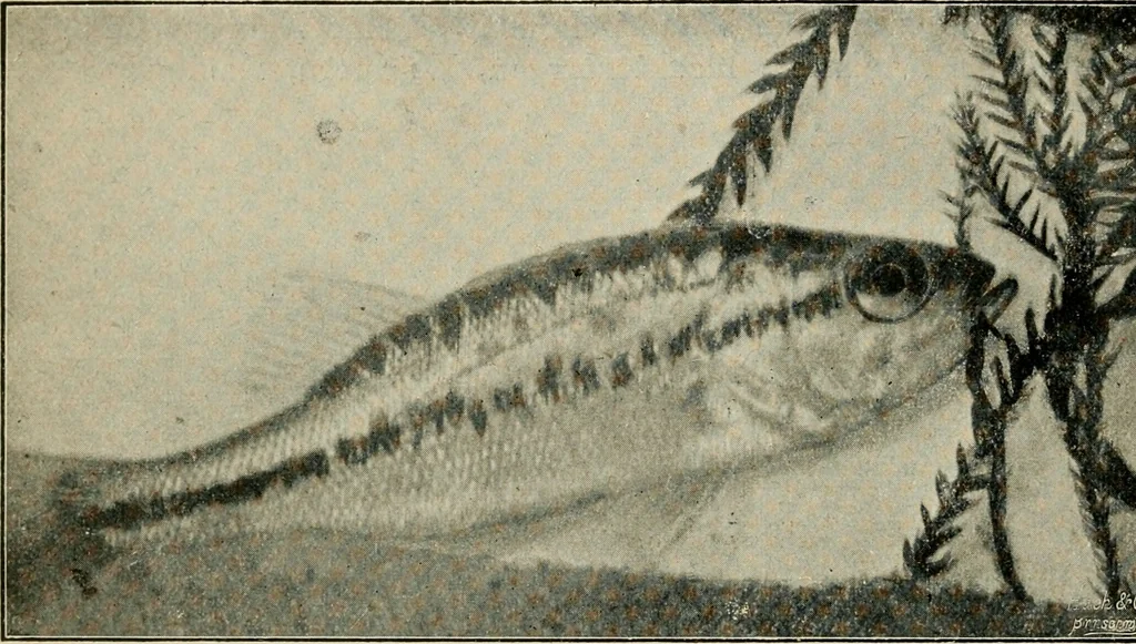 An illustration from Die exotischen zierfische in wort und bild, 1914, leaf 27