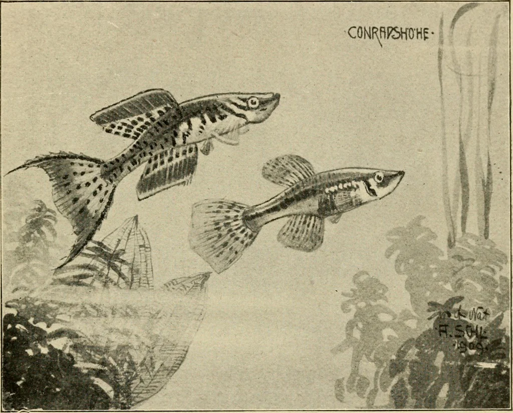 An illustration from Die exotischen zierfische in wort und bild, 1914, leaf 272