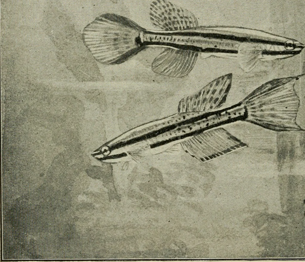 An illustration from Die exotischen zierfische in wort und bild, 1914, leaf 273