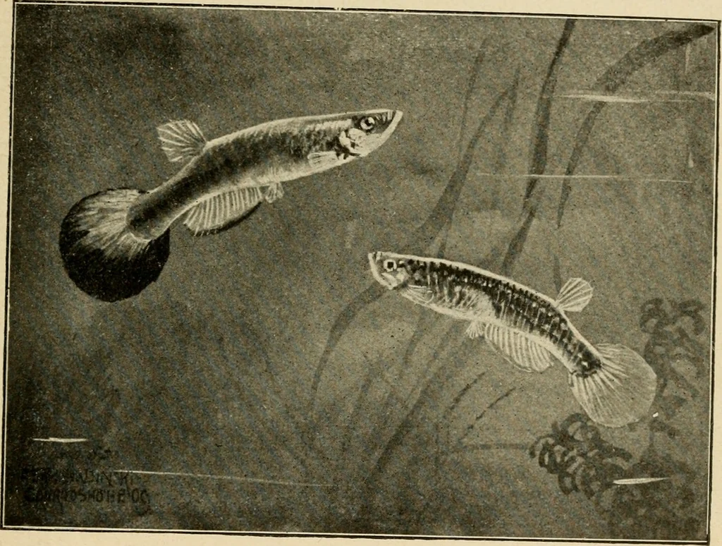 An illustration from Die exotischen zierfische in wort und bild, 1914, leaf 274