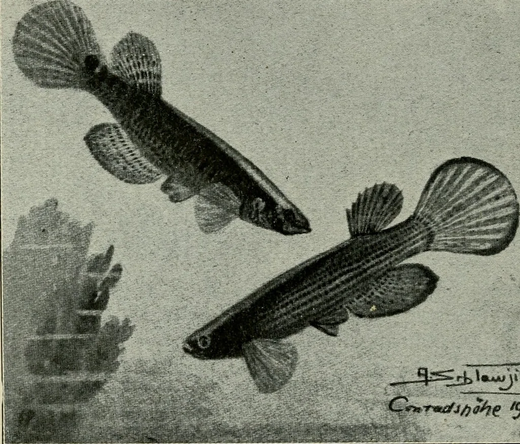 An illustration from Die exotischen zierfische in wort und bild, 1914, leaf 275
