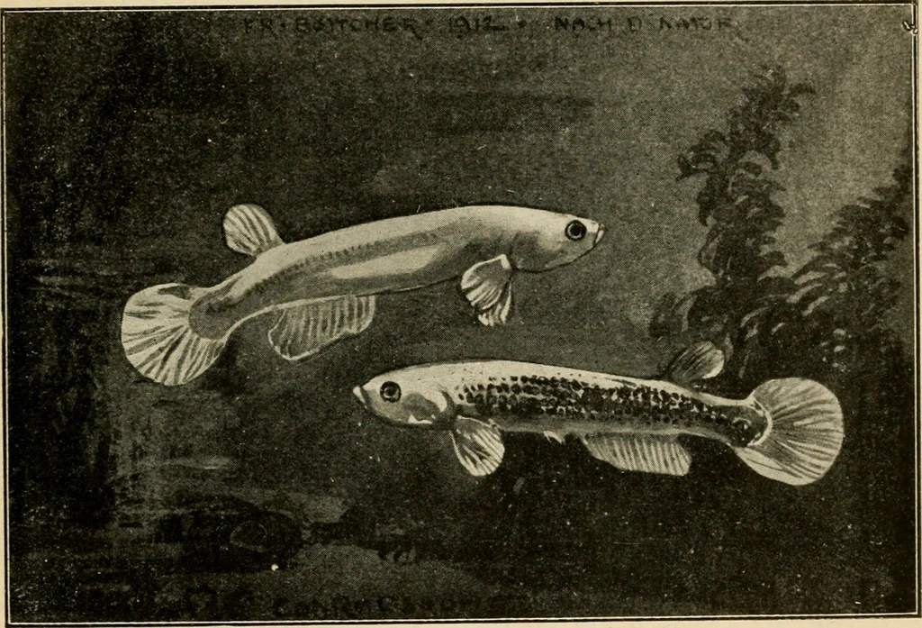 An illustration from Die exotischen zierfische in wort und bild, 1914, leaf 276