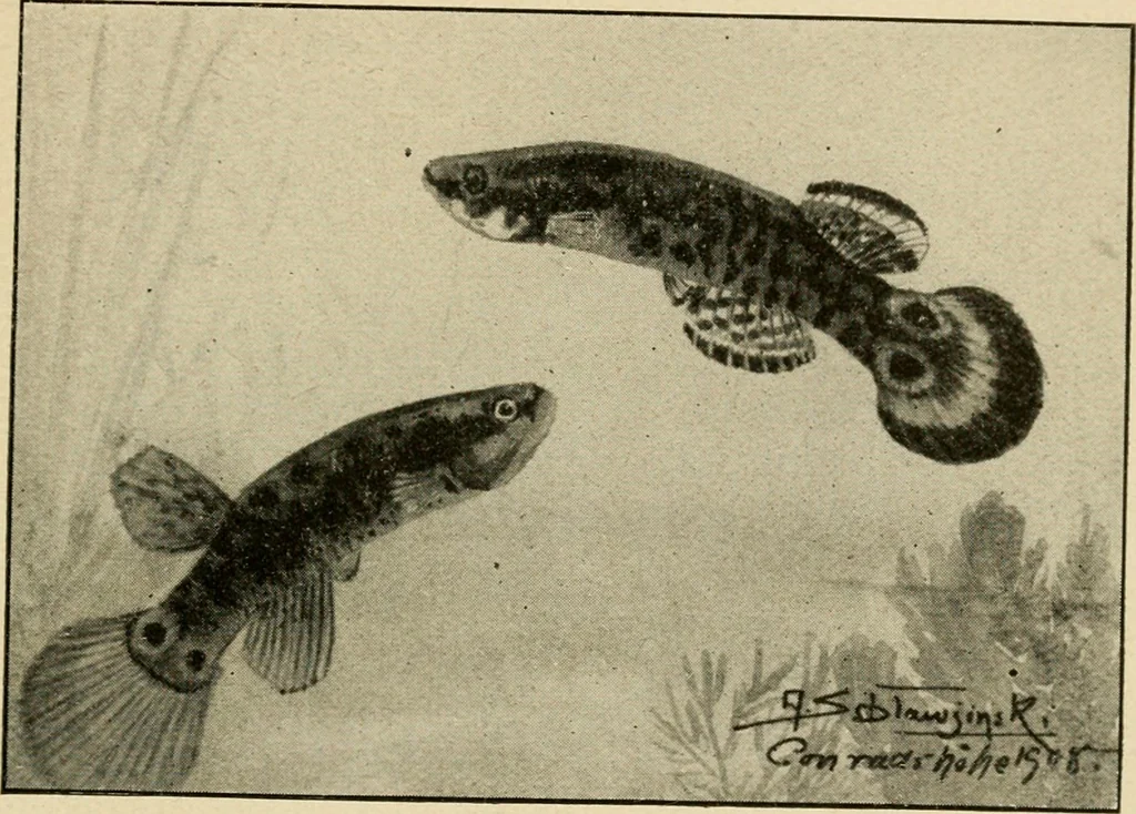 An illustration from Die exotischen zierfische in wort und bild, 1914, leaf 278
