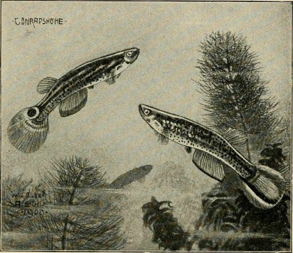 An illustration from Die exotischen zierfische in wort und bild, 1914, leaf 279