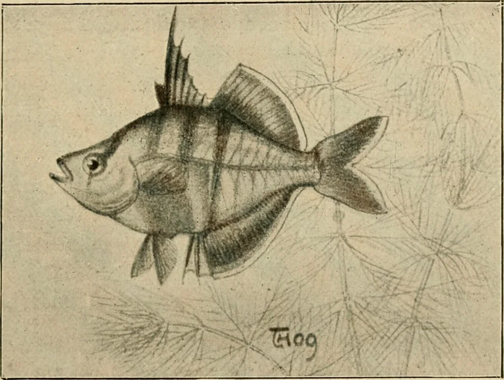 An illustration from Die exotischen zierfische in wort und bild, 1914, leaf 28