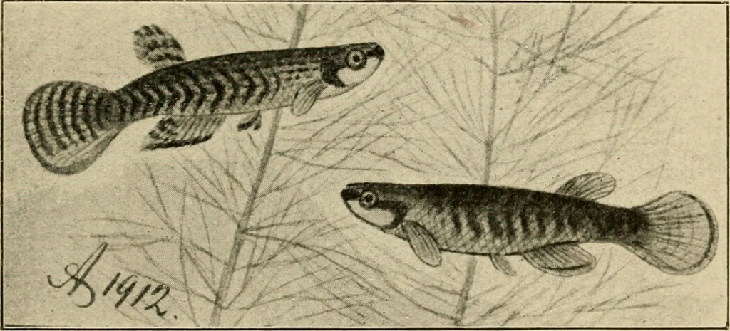 An illustration from Die exotischen zierfische in wort und bild, 1914, leaf 280