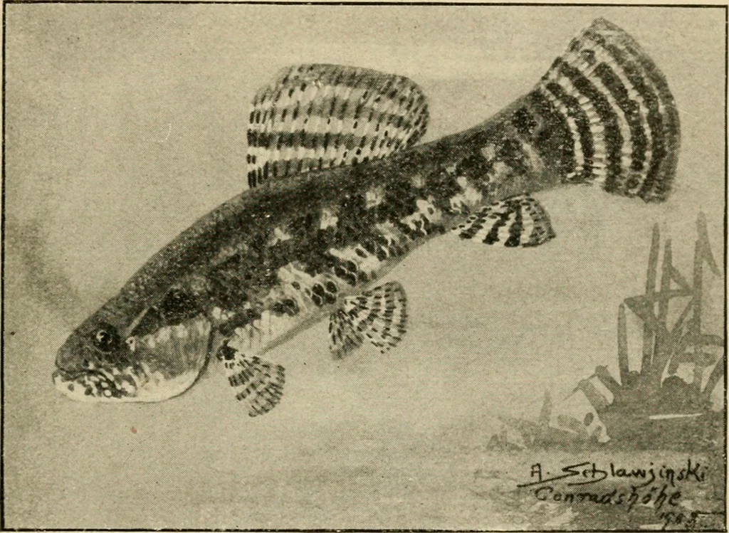 An illustration from Die exotischen zierfische in wort und bild, 1914, leaf 284