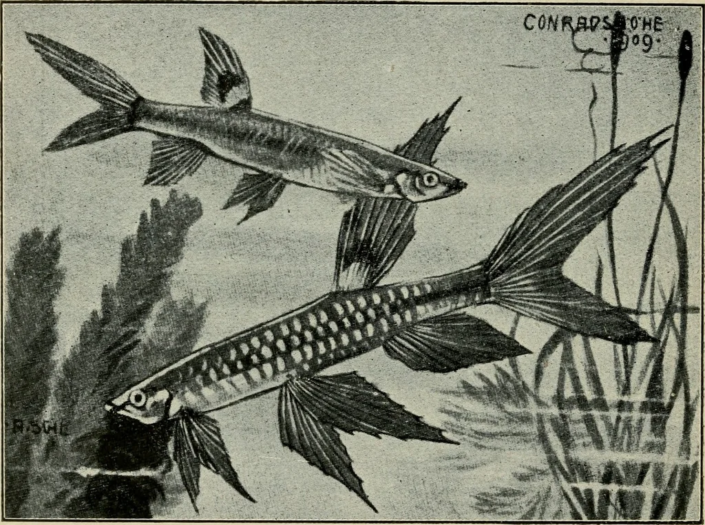 An illustration from Die exotischen zierfische in wort und bild, 1914, leaf 285