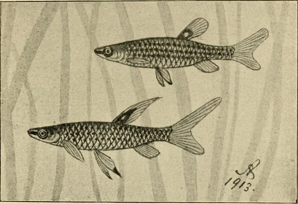 An illustration from Die exotischen zierfische in wort und bild, 1914, leaf 288