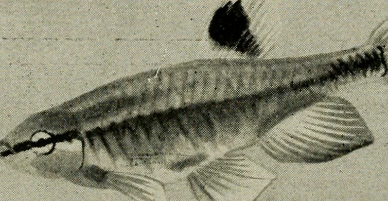 An illustration from Die exotischen zierfische in wort und bild, 1914, leaf 289