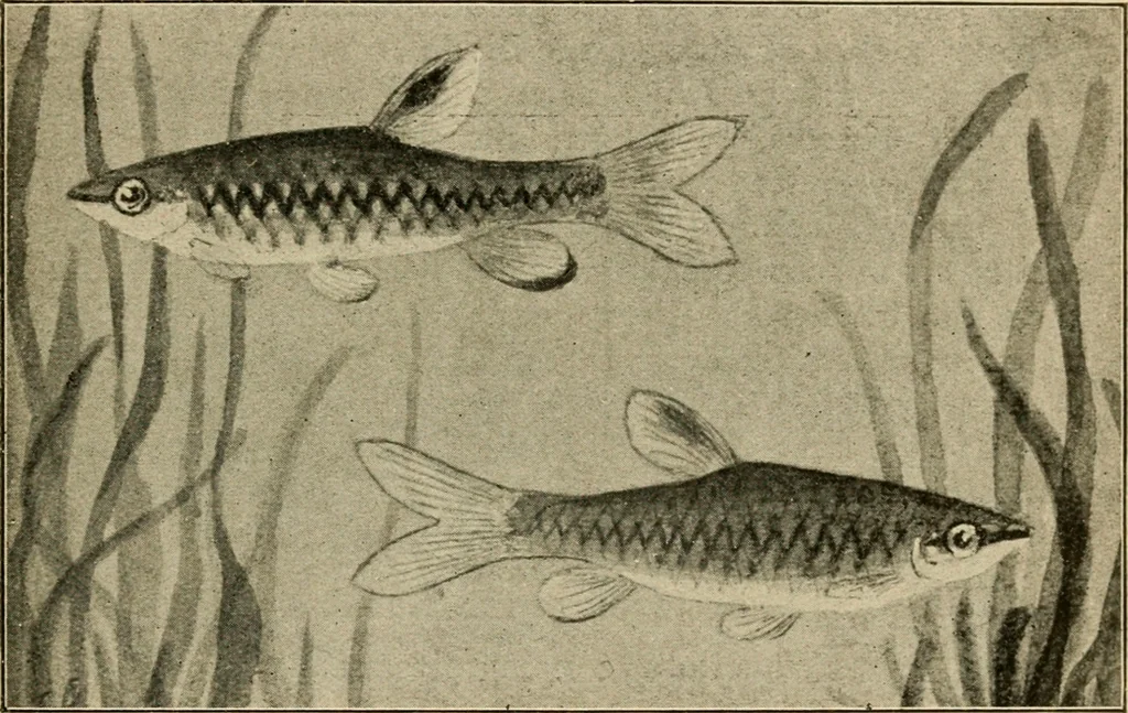 An illustration from Die exotischen zierfische in wort und bild, 1914, leaf 290