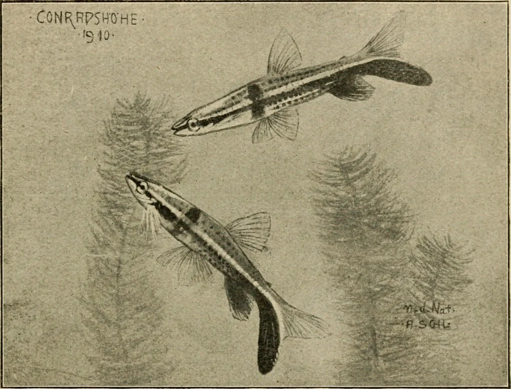 An illustration from Die exotischen zierfische in wort und bild, 1914, leaf 292