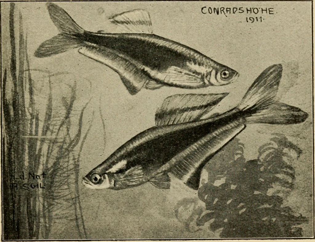 An illustration from Die exotischen zierfische in wort und bild, 1914, leaf 294