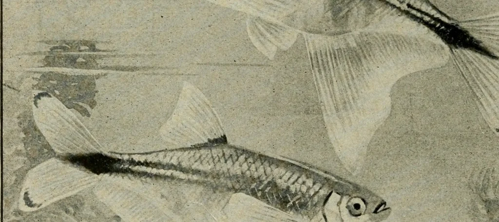 An illustration from Die exotischen zierfische in wort und bild, 1914, leaf 295