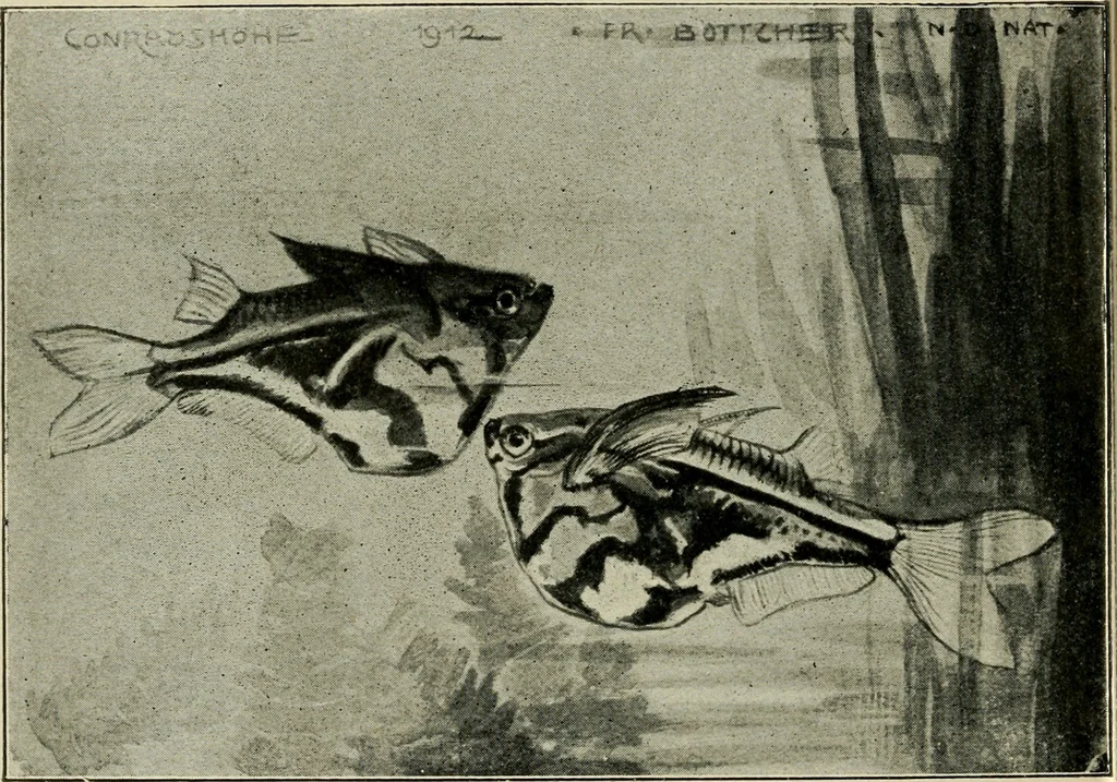 An illustration from Die exotischen zierfische in wort und bild, 1914, leaf 297
