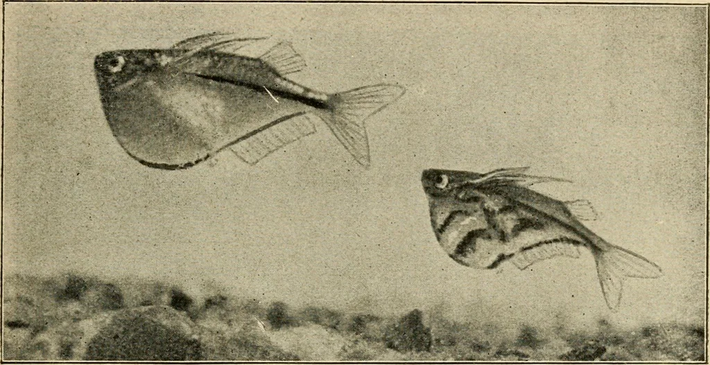 An illustration from Die exotischen zierfische in wort und bild, 1914, leaf 298