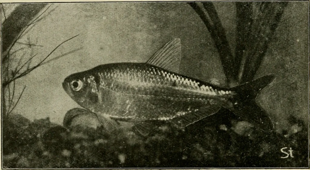 An illustration from Die exotischen zierfische in wort und bild, 1914, leaf 299