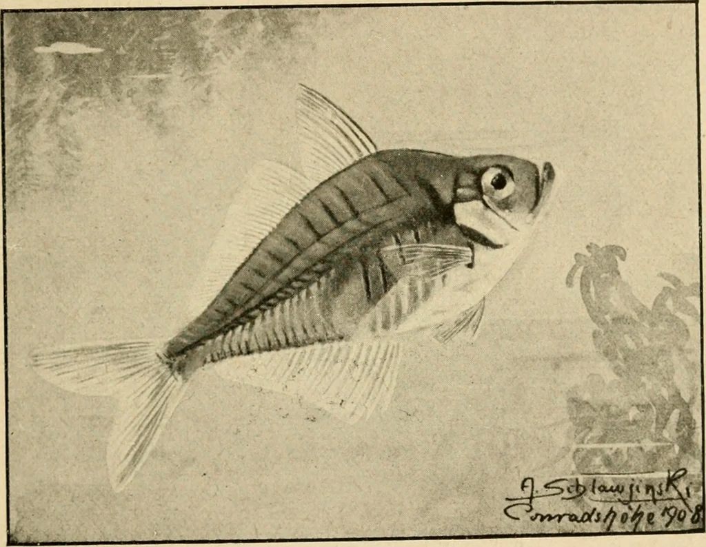 An illustration from Die exotischen zierfische in wort und bild, 1914, leaf 30