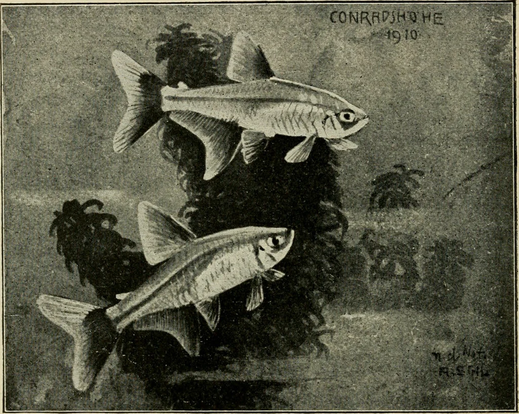 An illustration from Die exotischen zierfische in wort und bild, 1914, leaf 301