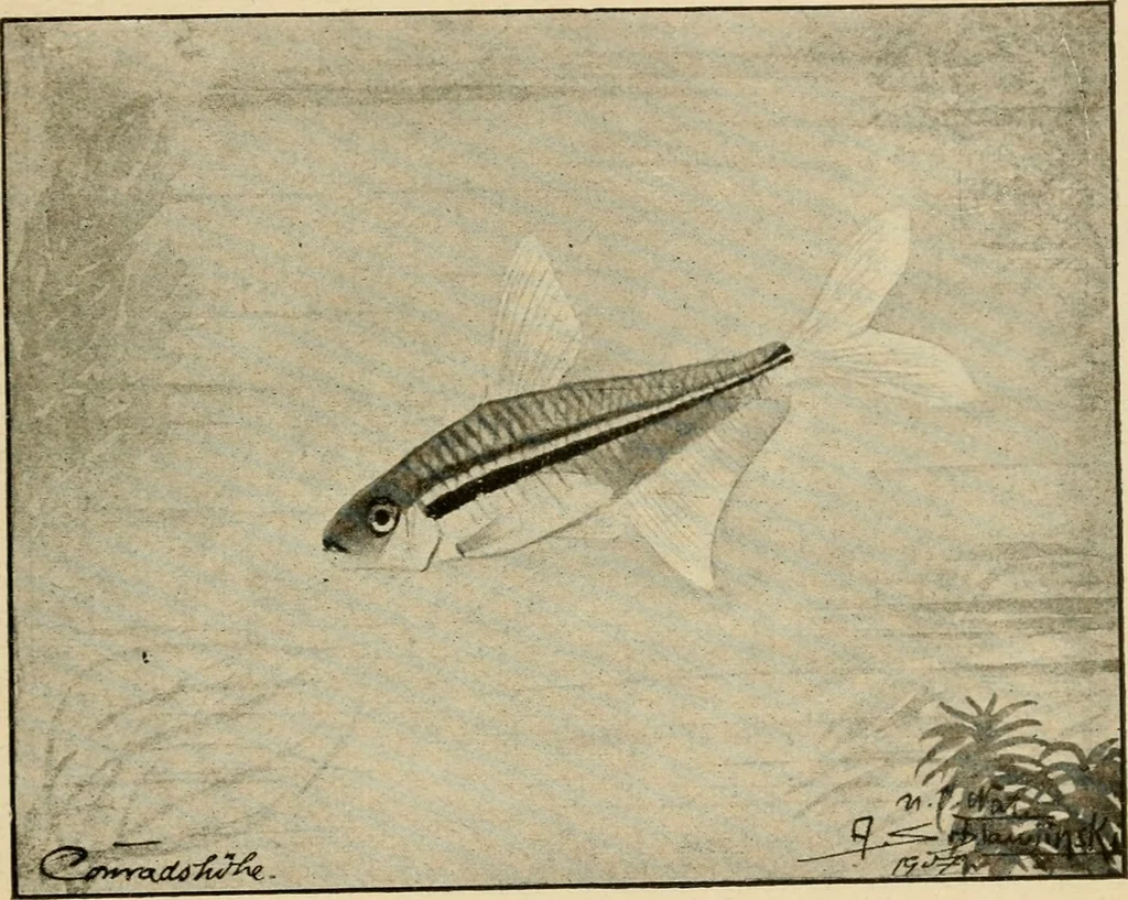 An illustration from Die exotischen zierfische in wort und bild, 1914, leaf 302