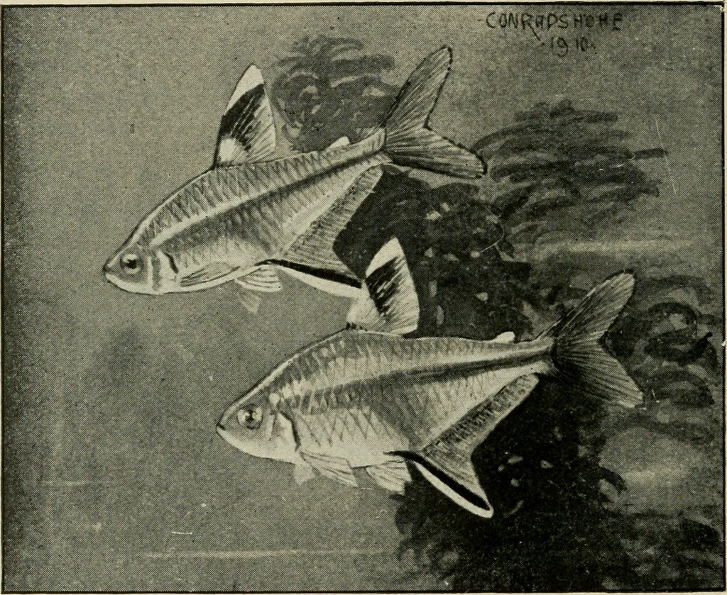 An illustration from Die exotischen zierfische in wort und bild, 1914, leaf 303