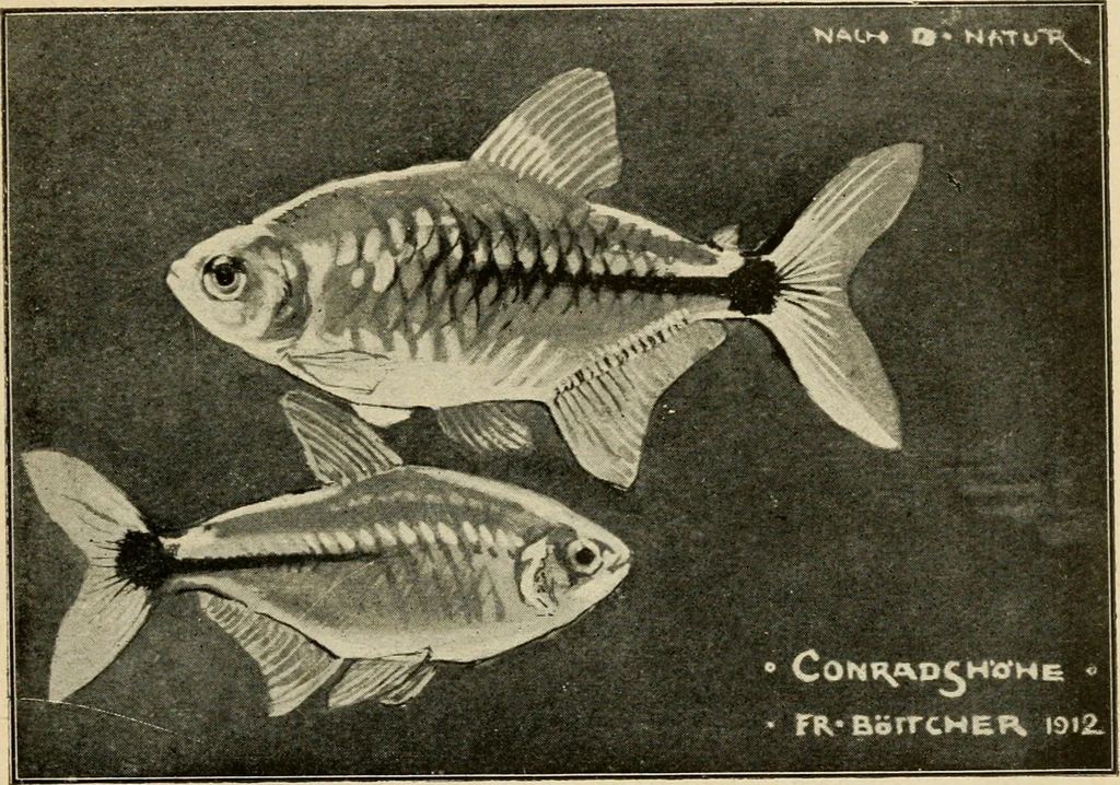 An illustration from Die exotischen zierfische in wort und bild, 1914, leaf 304
