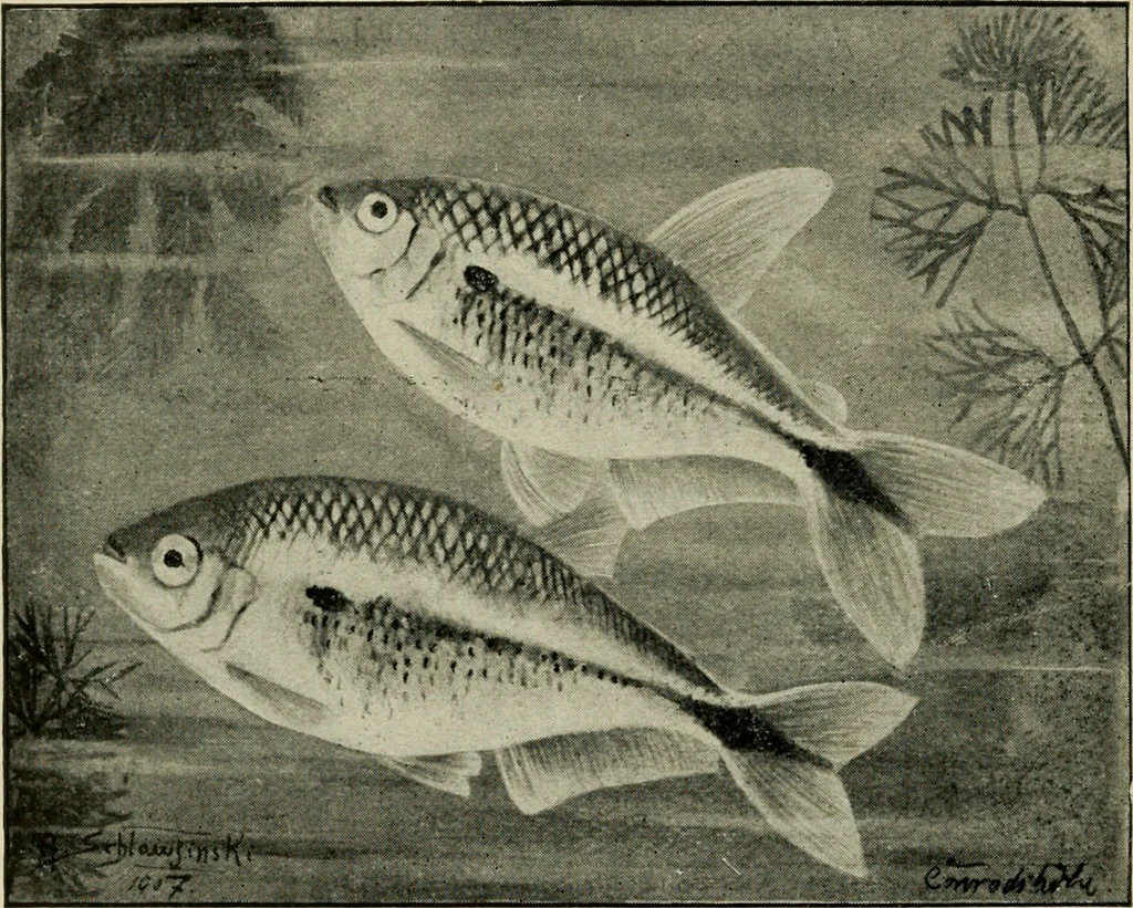 An illustration from Die exotischen zierfische in wort und bild, 1914, leaf 305