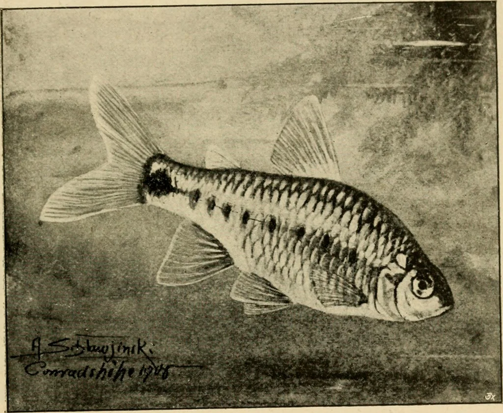 An illustration from Die exotischen zierfische in wort und bild, 1914, leaf 306