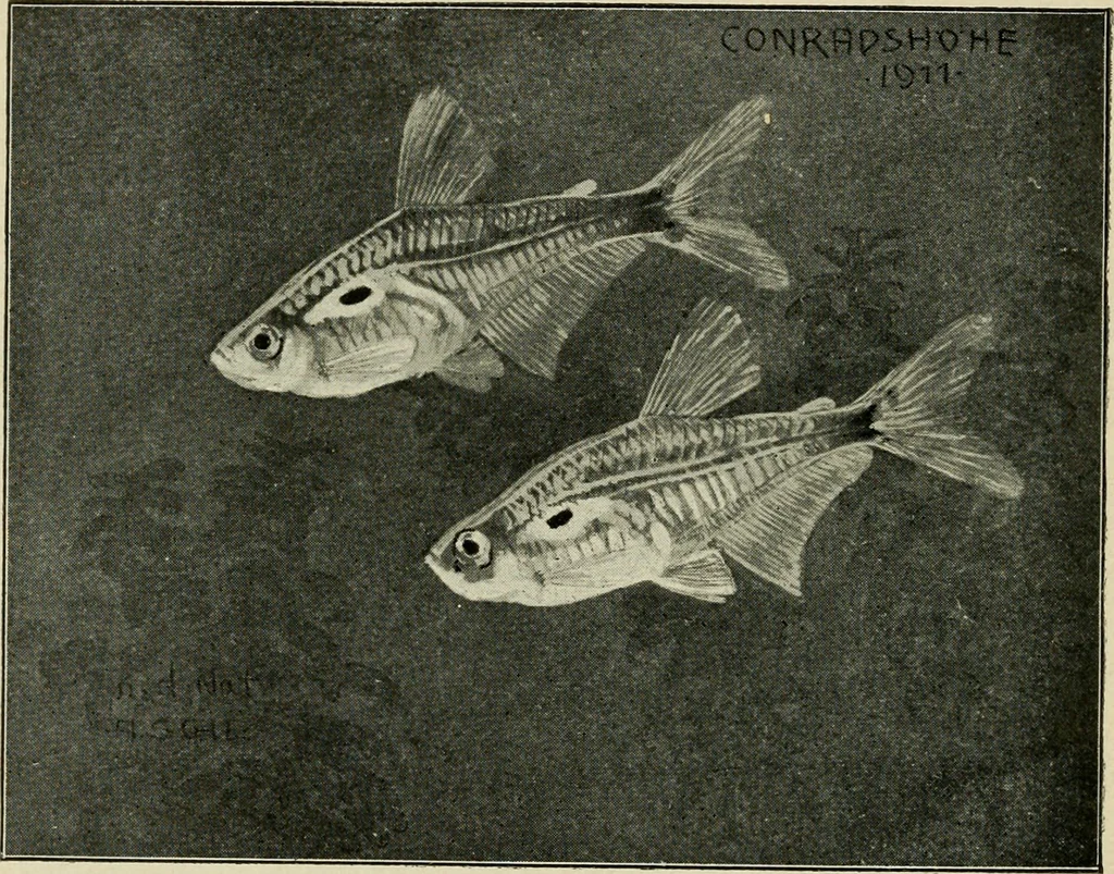 An illustration from Die exotischen zierfische in wort und bild, 1914, leaf 307