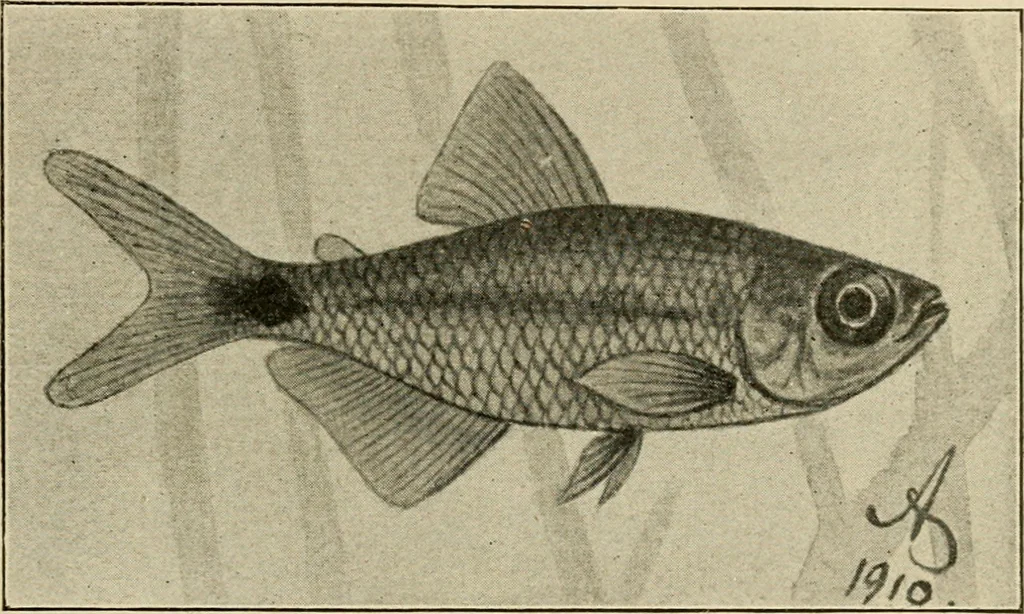 An illustration from Die exotischen zierfische in wort und bild, 1914, leaf 308