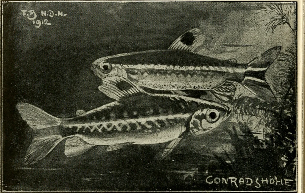 An illustration from Die exotischen zierfische in wort und bild, 1914, leaf 309