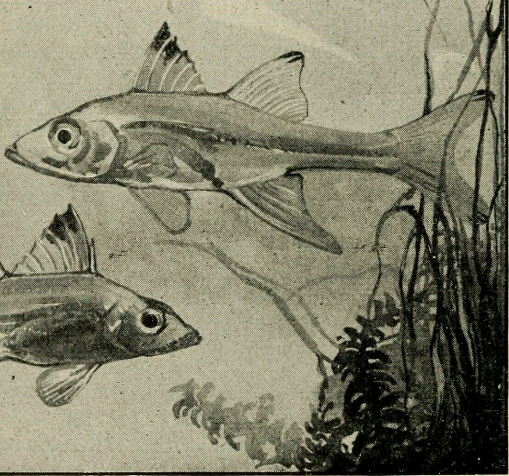 An illustration from Die exotischen zierfische in wort und bild, 1914, leaf 31