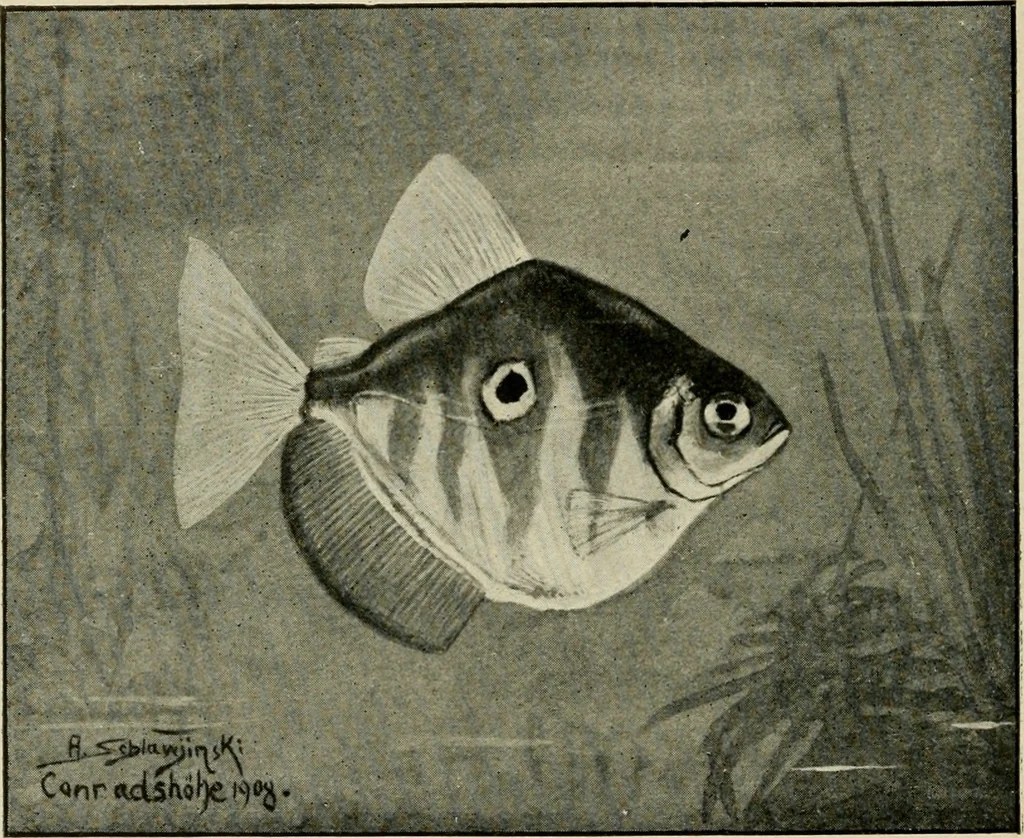 An illustration from Die exotischen zierfische in wort und bild, 1914, leaf 311