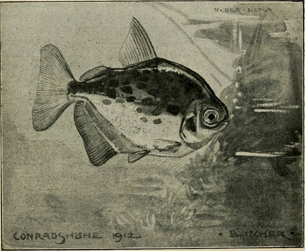 An illustration from Die exotischen zierfische in wort und bild, 1914, leaf 313