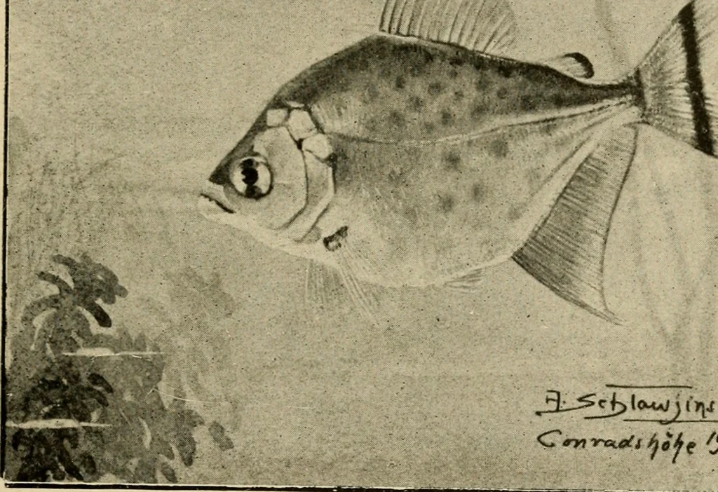 An illustration from Die exotischen zierfische in wort und bild, 1914, leaf 314