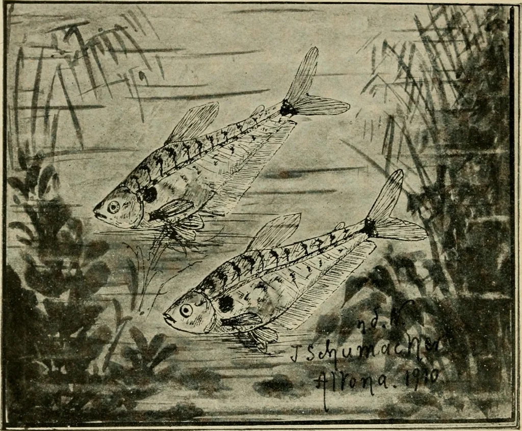An illustration from Die exotischen zierfische in wort und bild, 1914, leaf 315