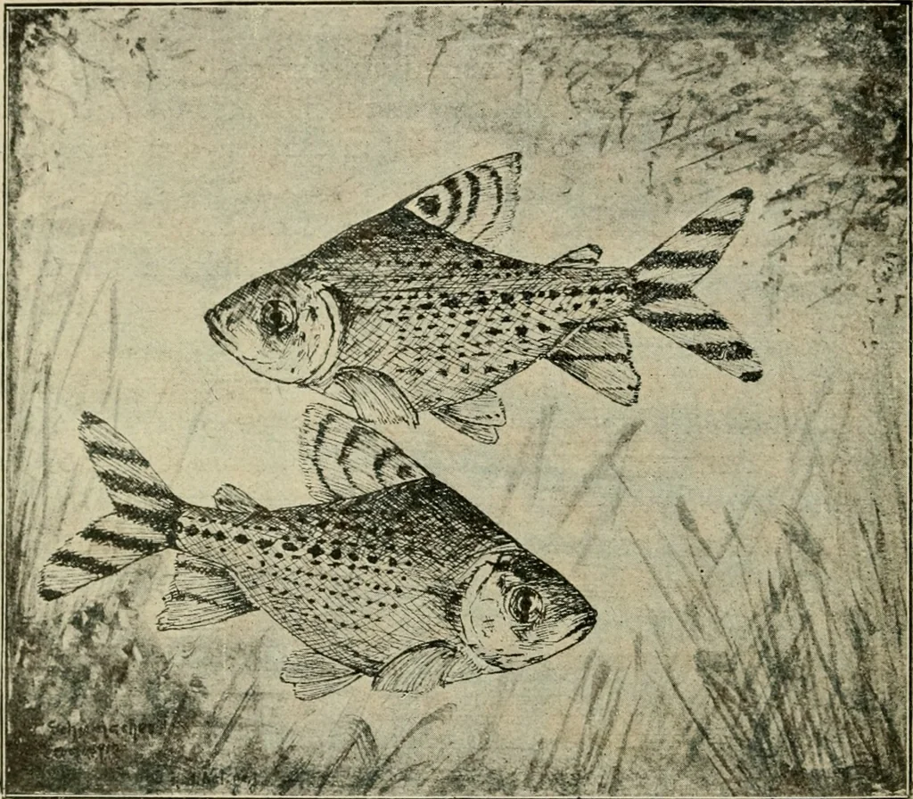 An illustration from Die exotischen zierfische in wort und bild, 1914, leaf 317
