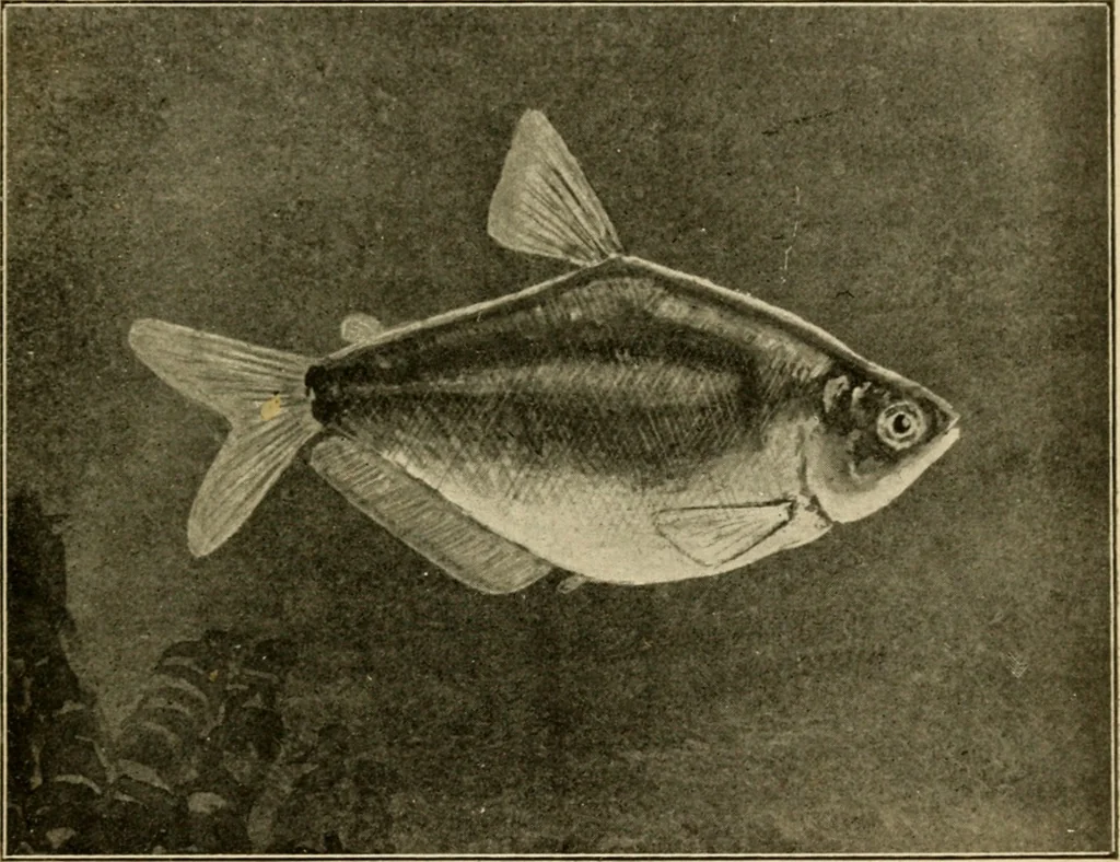 An illustration from Die exotischen zierfische in wort und bild, 1914, leaf 318