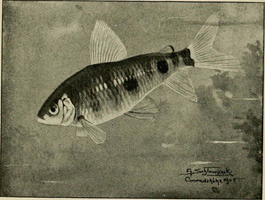 An illustration from Die exotischen zierfische in wort und bild, 1914, leaf 319