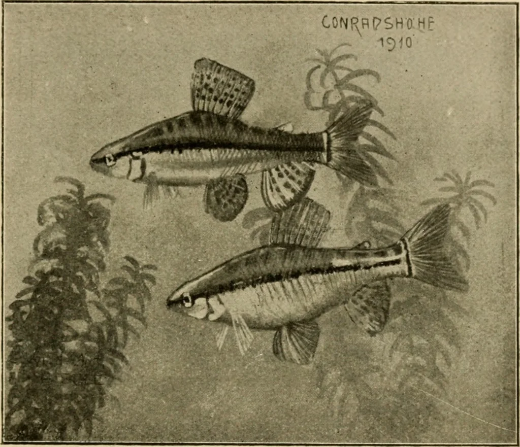 An illustration from Die exotischen zierfische in wort und bild, 1914, leaf 320