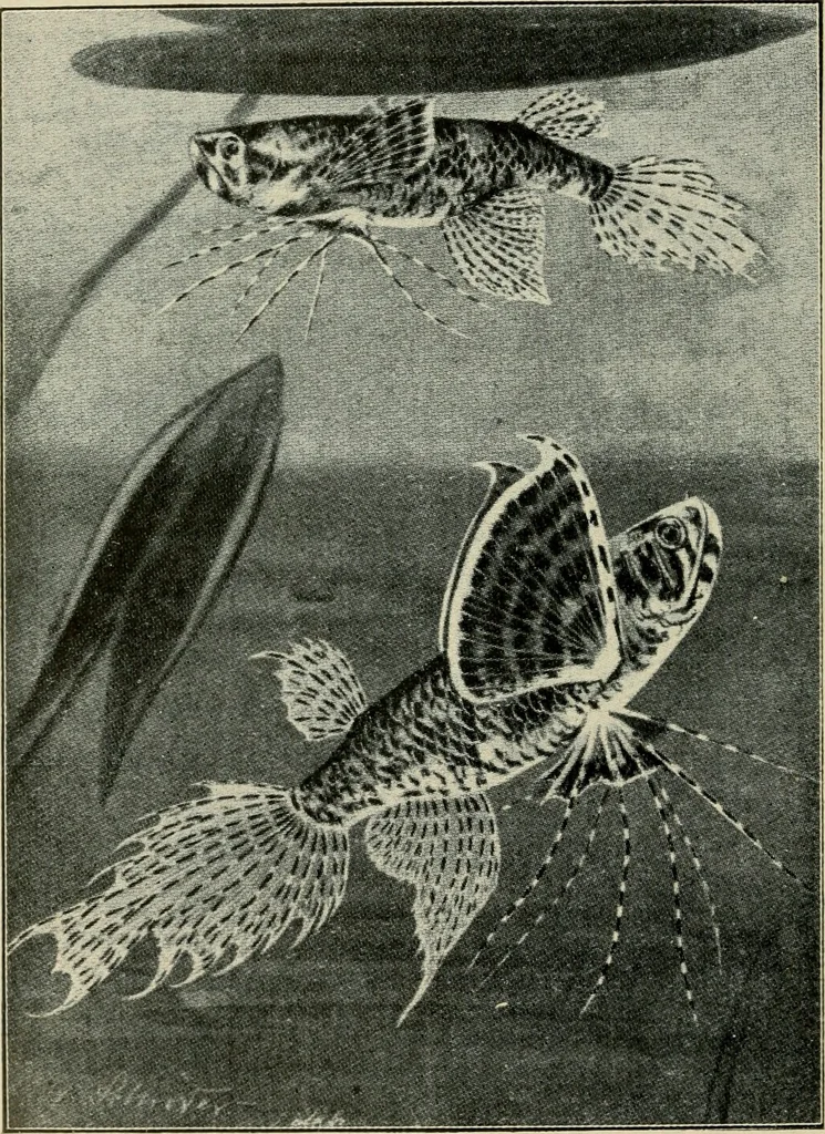 An illustration from Die exotischen zierfische in wort und bild, 1914, leaf 321