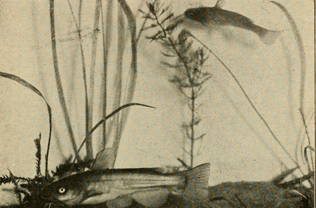 An illustration from Die exotischen zierfische in wort und bild, 1914, leaf 326