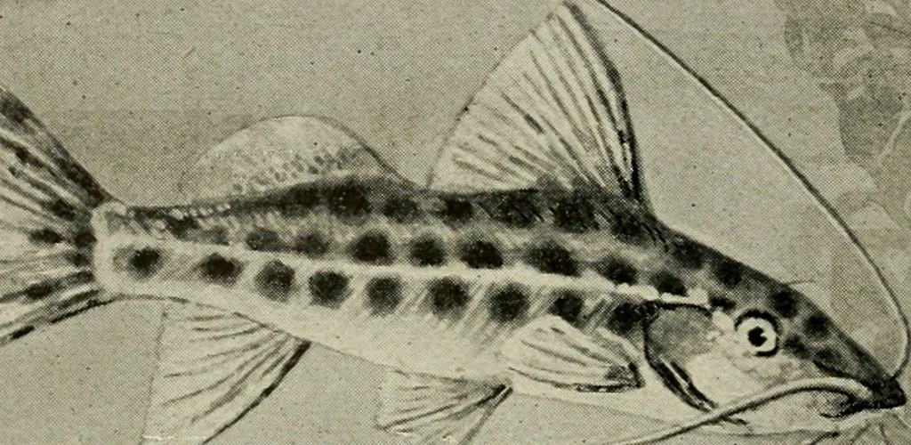An illustration from Die exotischen zierfische in wort und bild, 1914, leaf 327