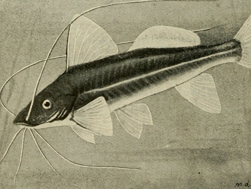 An illustration from Die exotischen zierfische in wort und bild, 1914, leaf 327