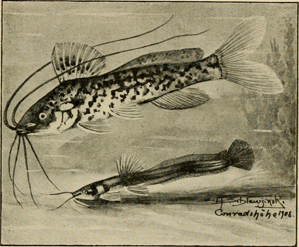 An illustration from Die exotischen zierfische in wort und bild, 1914, leaf 328