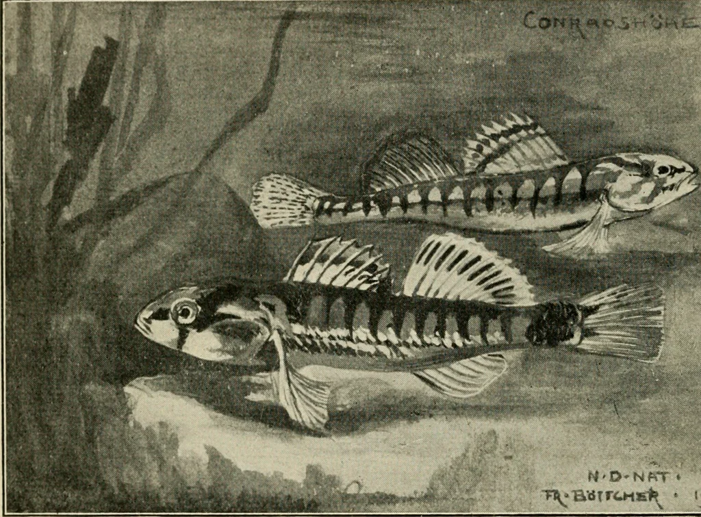 An illustration from Die exotischen zierfische in wort und bild, 1914, leaf 33