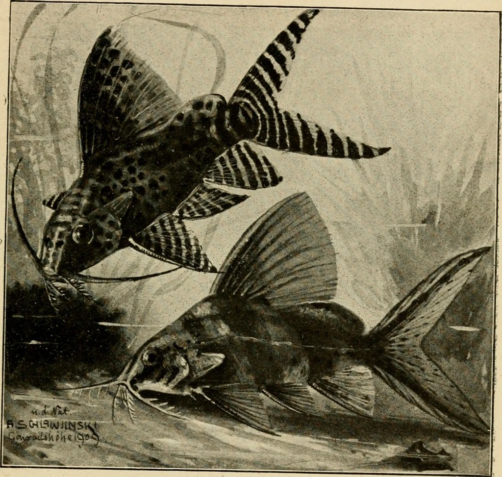 An illustration from Die exotischen zierfische in wort und bild, 1914, leaf 330